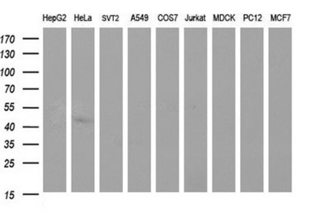 Western Blot: Sphingosine Kinase 1/SPHK1 Antibody (1A6) [NBP2-45944] - Analysis of extracts (35ug) from 9 different cell lines (HepG2: human; HeLa: human; SVT2: mouse; A549: human; COS7: monkey; Jurkat: human; MDCK: canine; PC12: rat; MCF7: human).