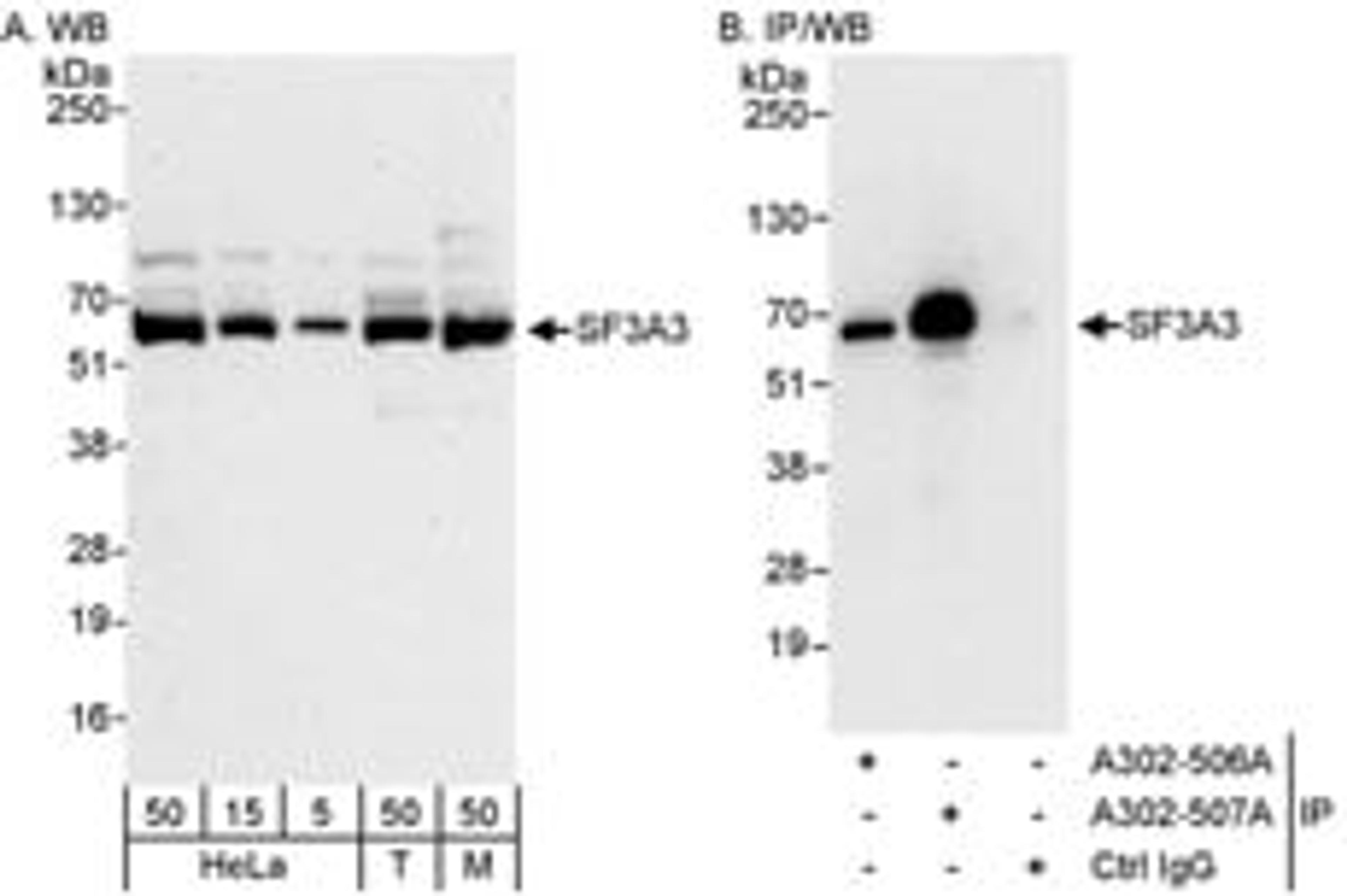 Detection of human and mouse SF3A3 by western blot (h&m) and immunoprecipitation (h).