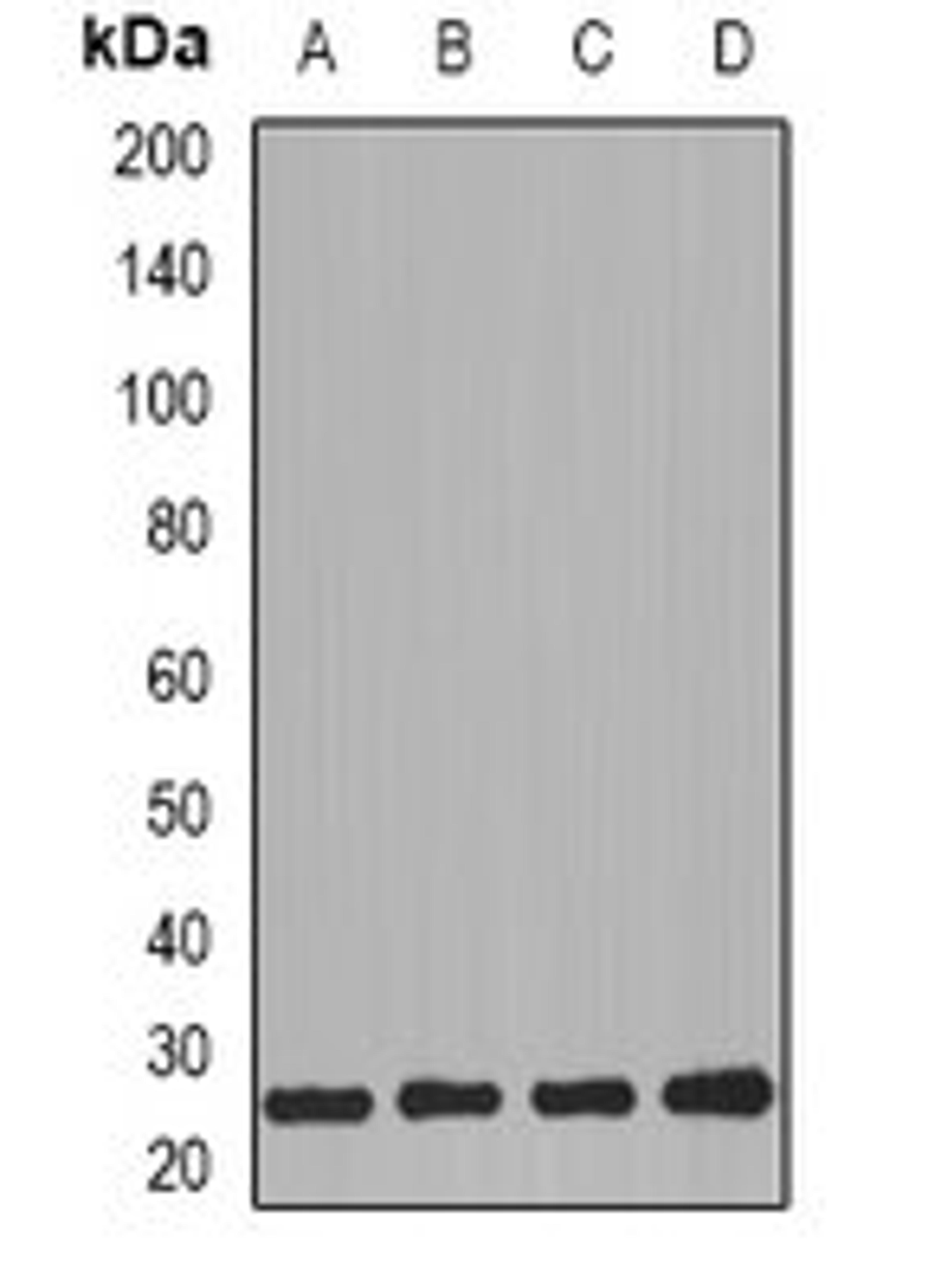 Western blot analysis of MCF7 (Lane1), HL60 (Lane2), mouse kidney (Lane3), mouse heart (Lane4) whole cell lysates using PRG2 antibody