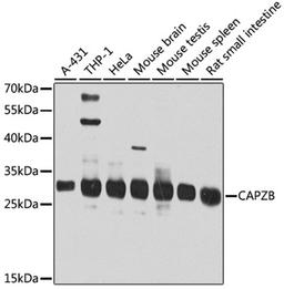 Western blot - CAPZB antibody (A8106)