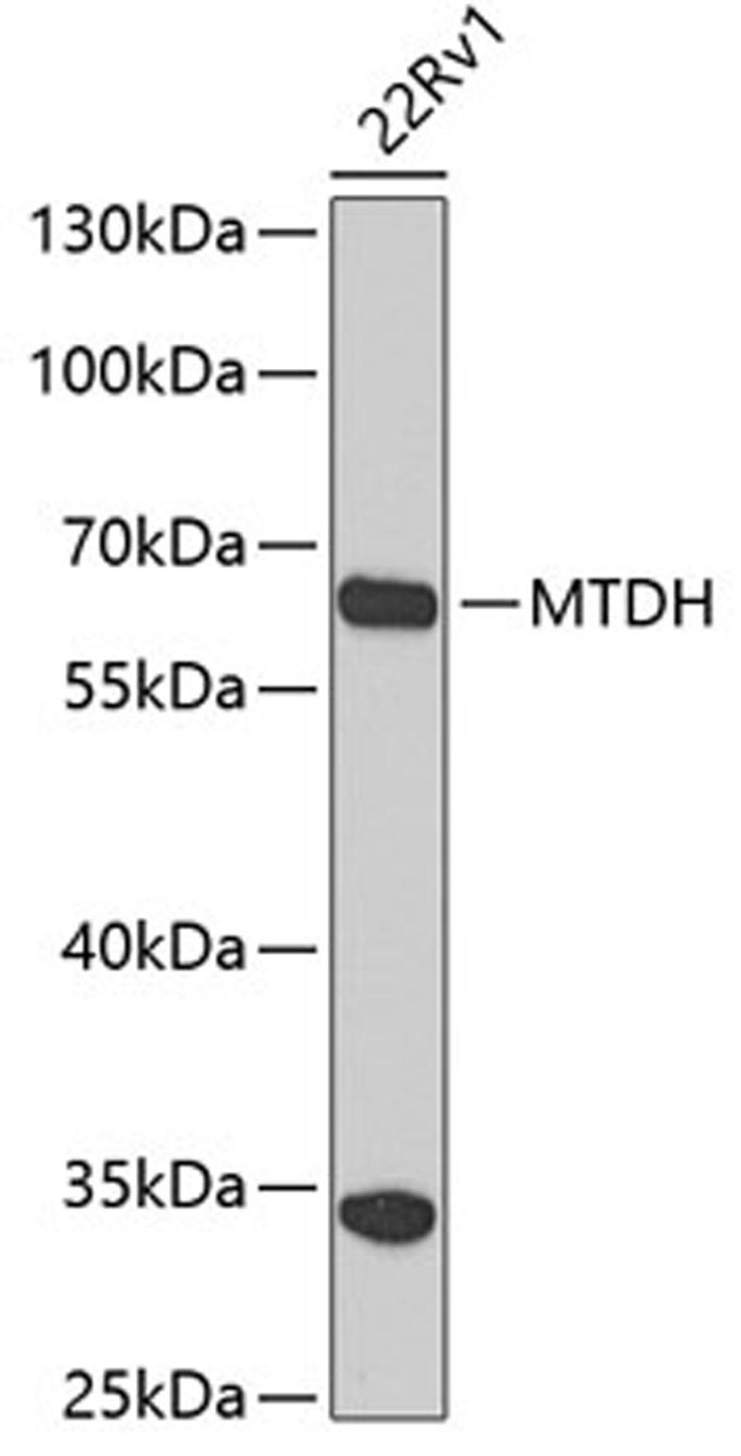 Western blot - MTDH antibody (A5887)