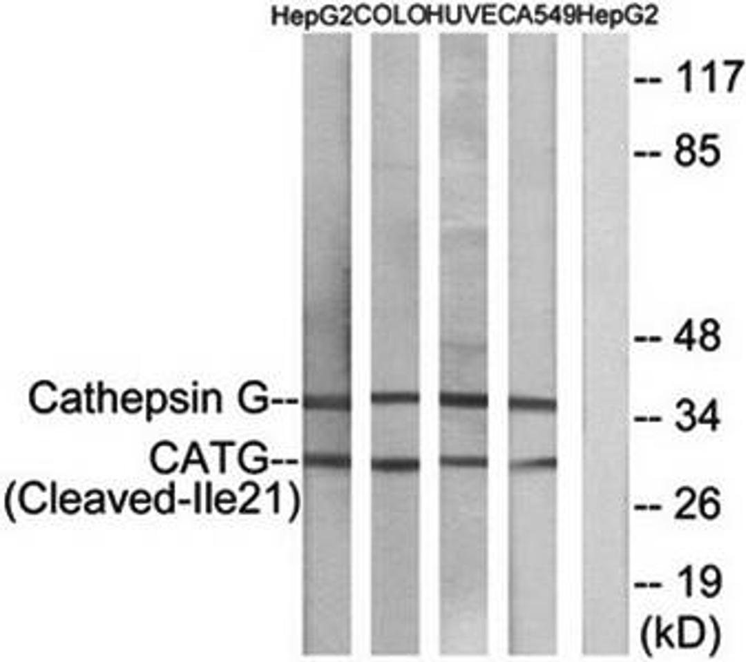 Western blot analysis of extracts from HepG2 cells, COLO cells, HUVEC cells and A549 cells using Cathepsin G (Cleaved-Ile21) antibody