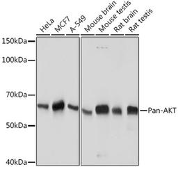 Western blot - Pan-AKT antibody (A18675)