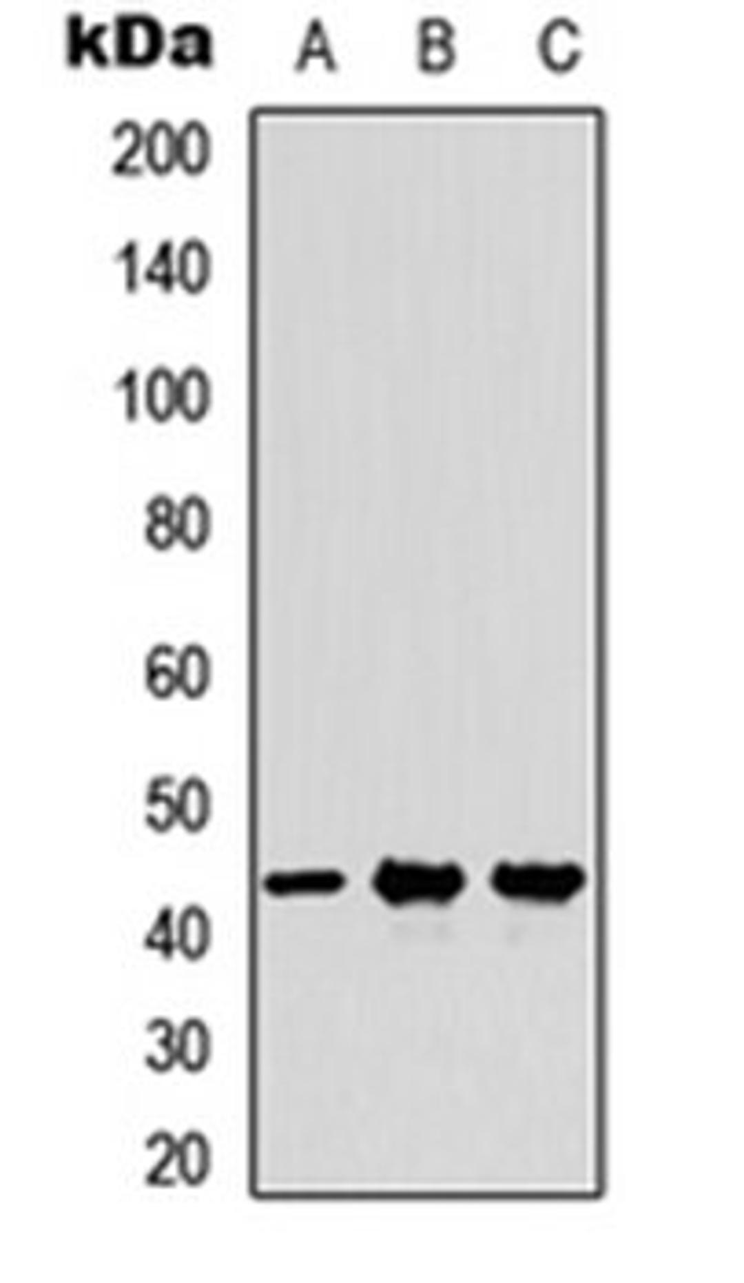 Western blot analysis of A549 (Lane 1), NS-1 (Lane 2), PC12 (Lane 3) whole cell lysates using MFG-E8 antibody