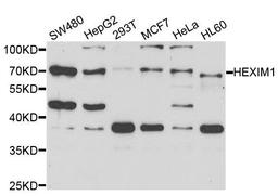 Western blot analysis of extracts of various cell lines using HEXIM1 antibody