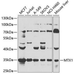 Western blot - MTX1 antibody (A7912)