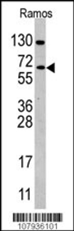 Western Blot in Ramos cell line lysates (35ug/lane). CDC25B(arrow) was detected using the purified Pab.