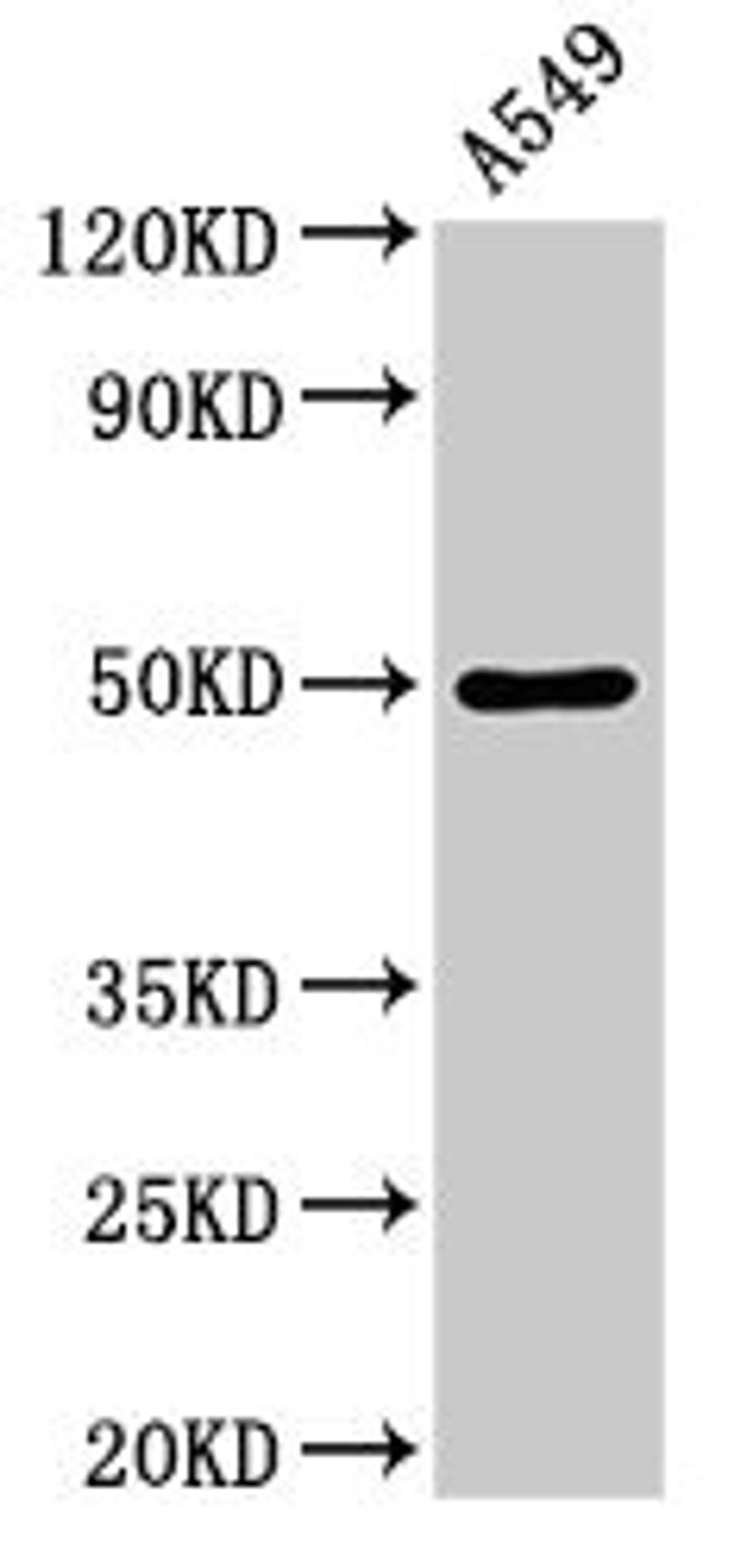 Western Blot. Positive WB detected in: A549 whole cell lysate. All lanes: DRD1 antibody at 3.5µg/ml. Secondary. Goat polyclonal to rabbit IgG at 1/50000 dilution. Predicted band size: 50 kDa. Observed band size: 50 kDa
