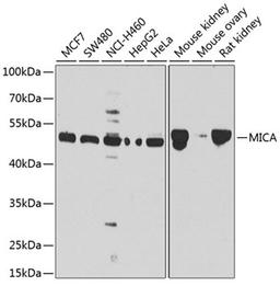 Western blot - MICA antibody (A1390)