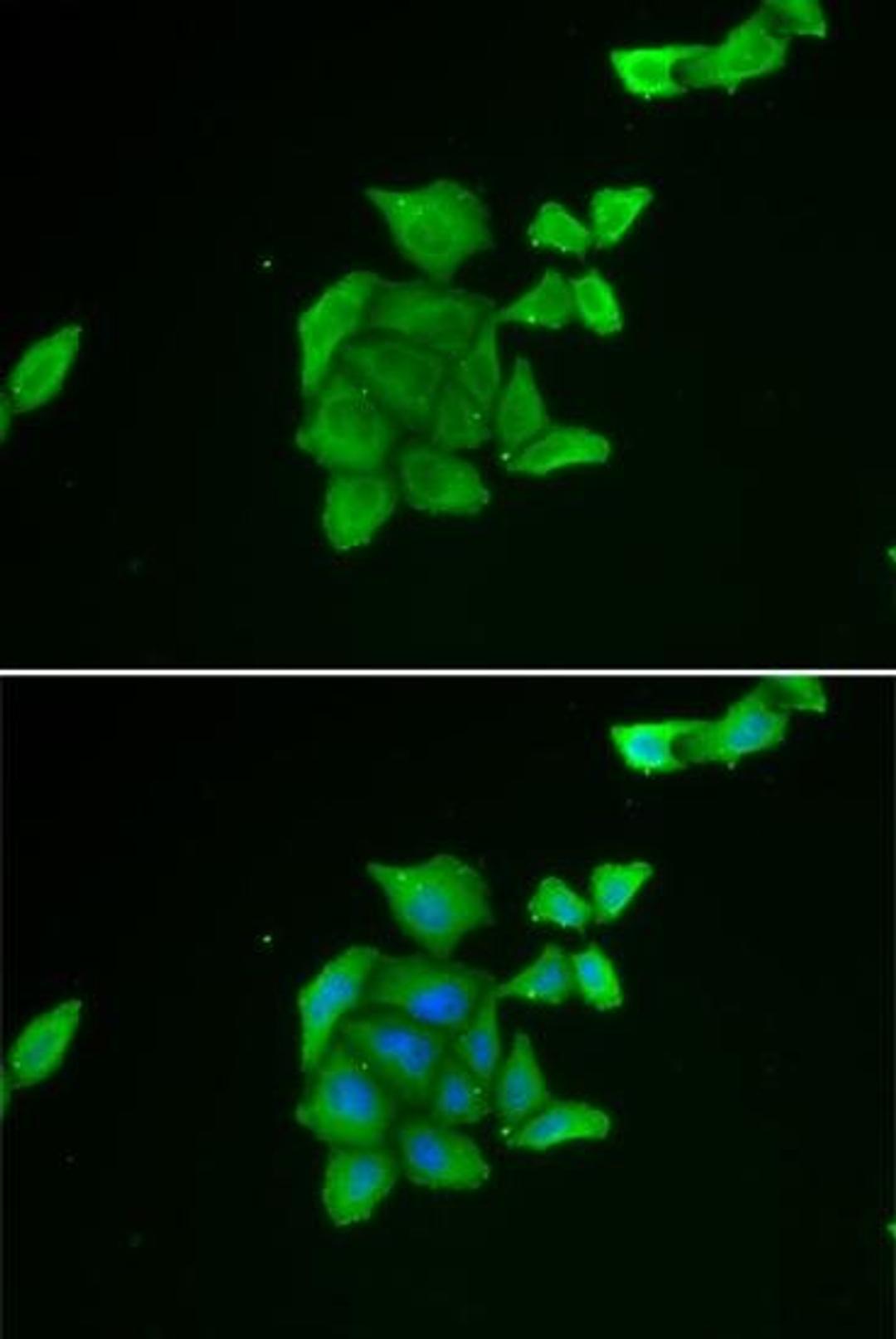 Immunofluorescense analysis of U2OS cell using TUSC2 antibody