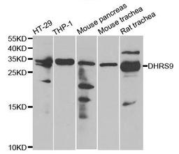 Western blot analysis of extracts of various cell lines using DHRS9 antibody