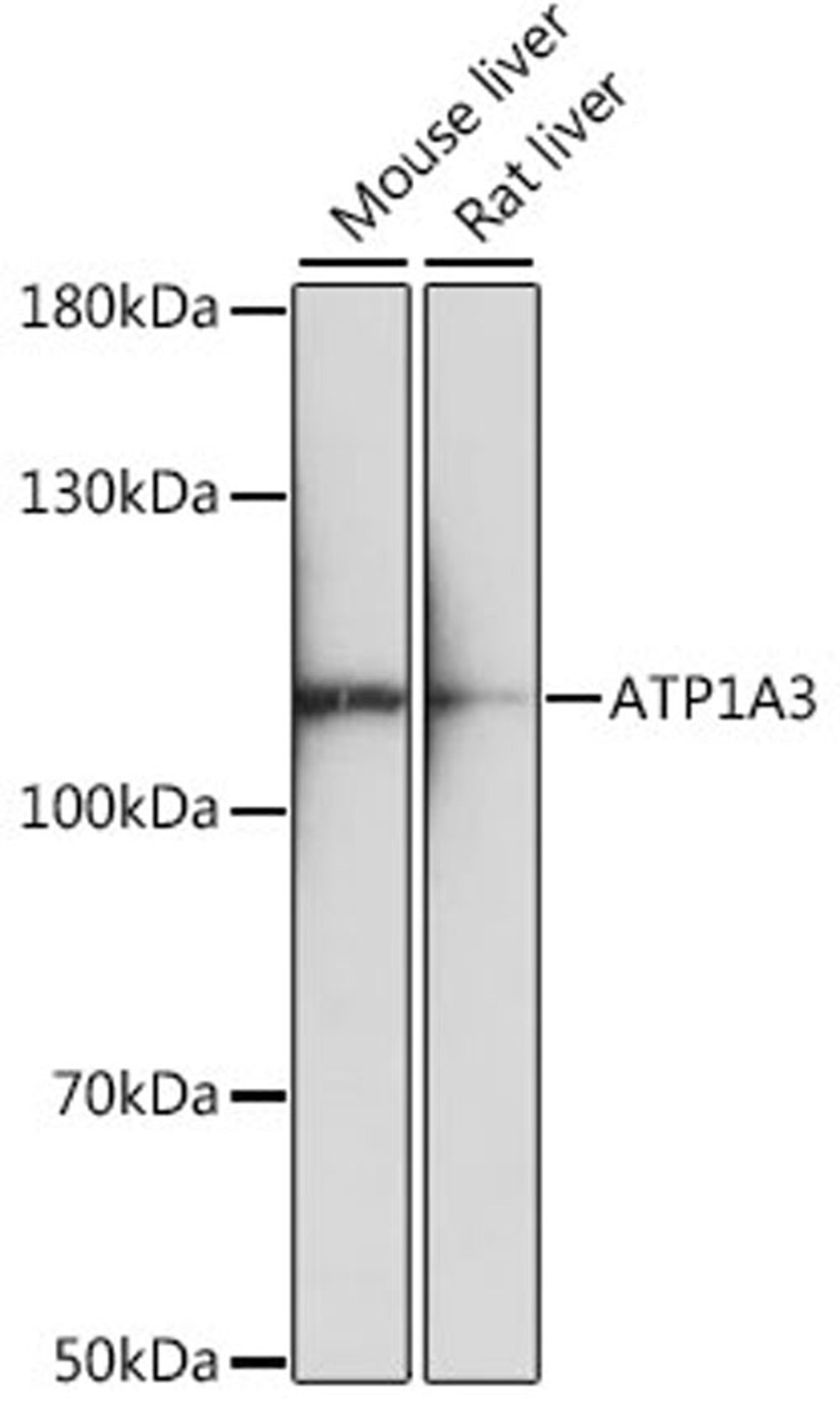 Western blot - ATP1A3 antibody (A16036)