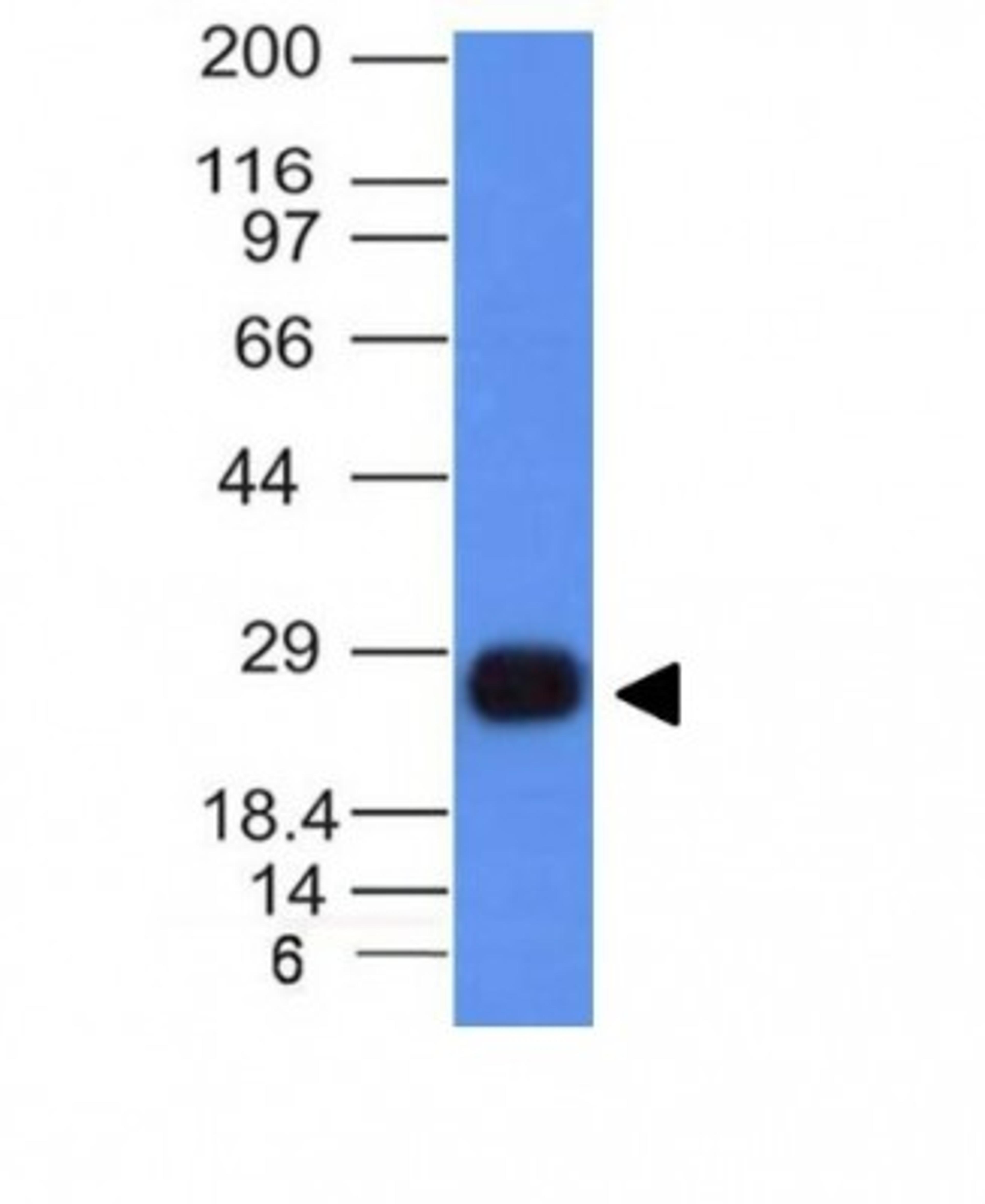 Western Blot: HLA DRB1 Antibody (HLA-DRB/1067) [NBP2-45314] - Anaysis of Ramos Cell Lyste using HLA-DRB Monoclonal Antibody (HLA-DRB/1067).