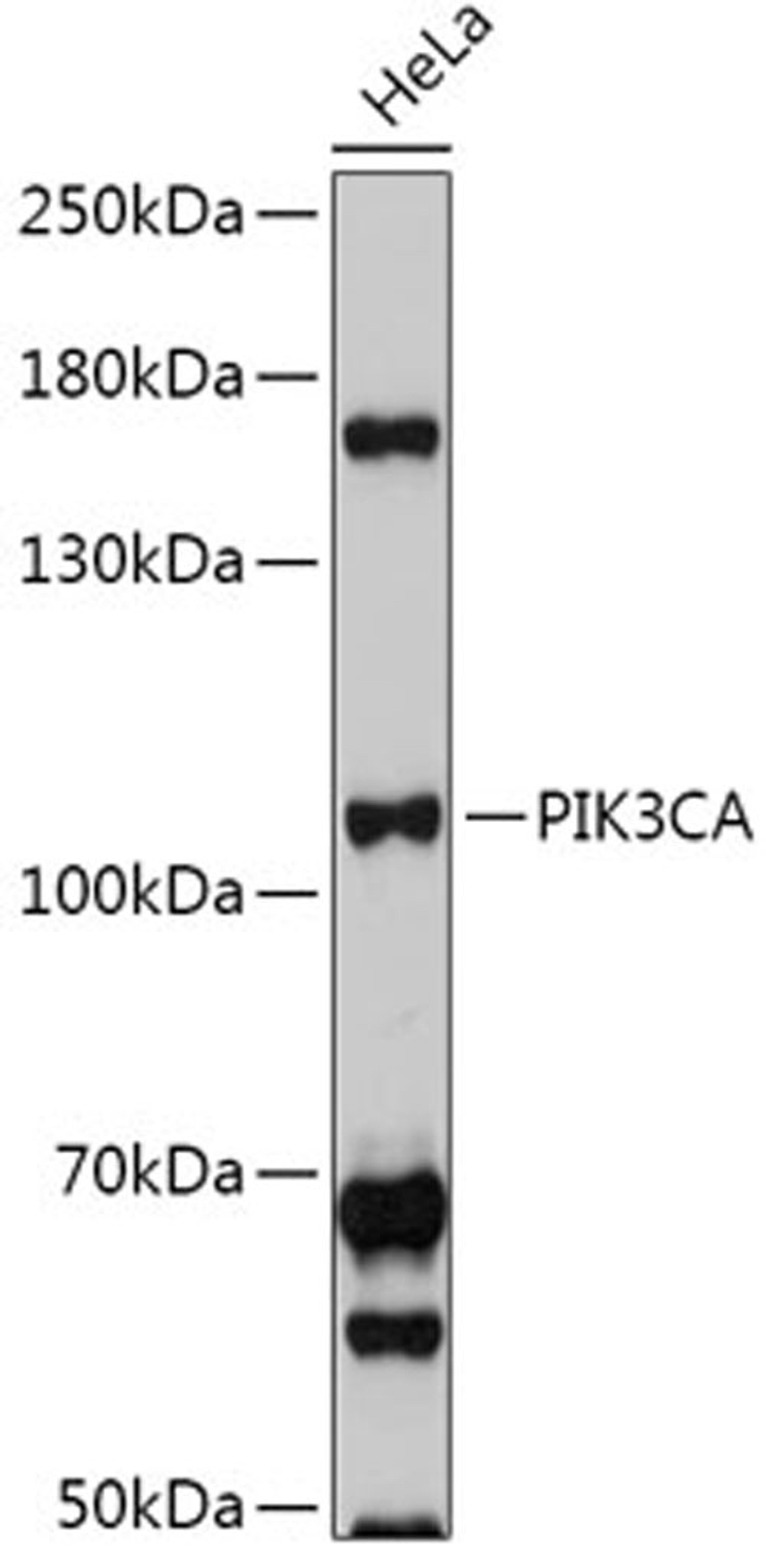 Western blot - PIK3CA antibody (A0265)