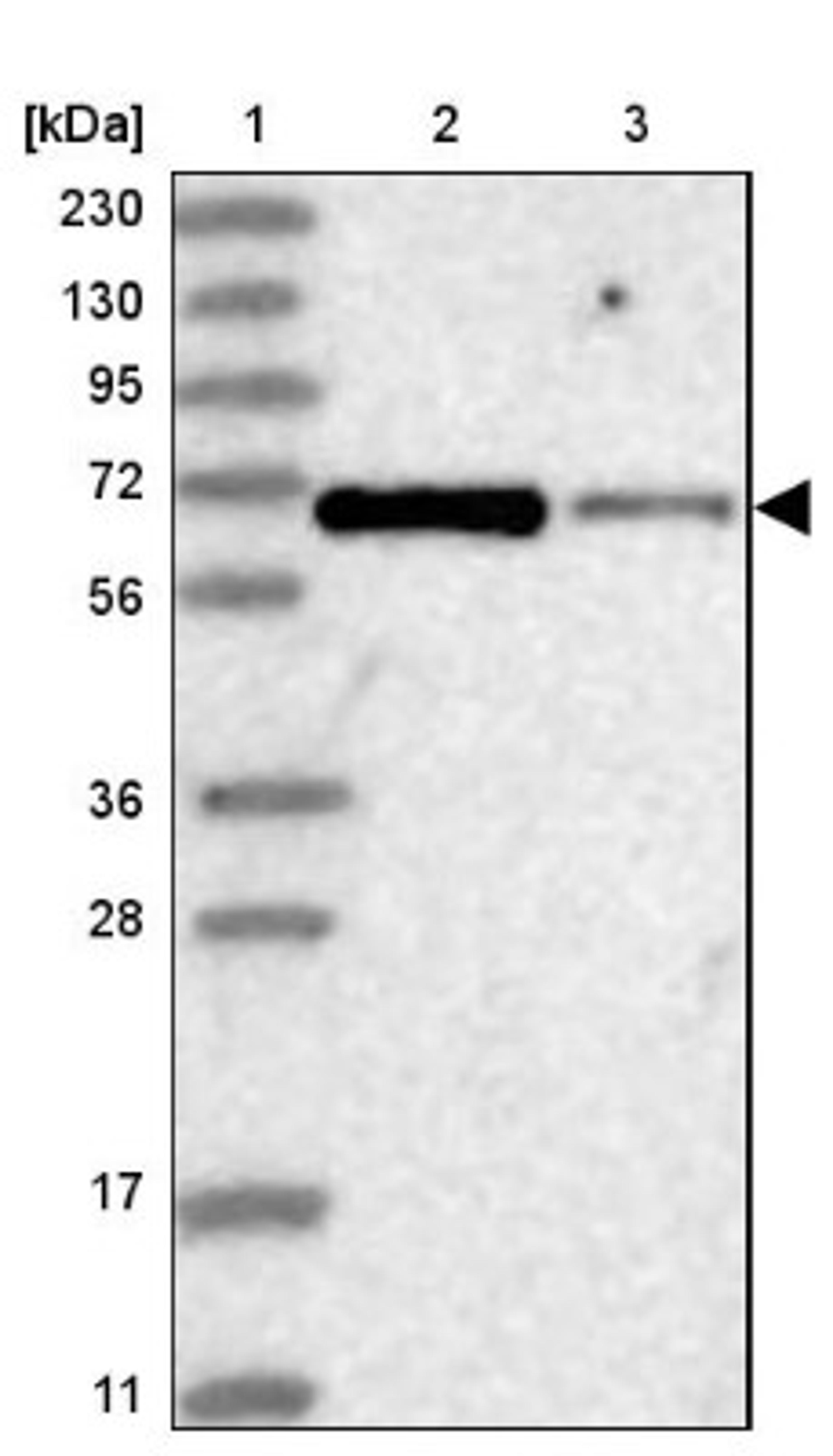 Western Blot: Homez Antibody [NBP1-81405] - Lane 1: Marker [kDa] 230, 130, 95, 72, 56, 36, 28, 17, 11<br/>Lane 2: Human cell line RT-4<br/>Lane 3: Human cell line U-251MG sp