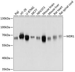 Western blot - WDR1 antibody (A12163)