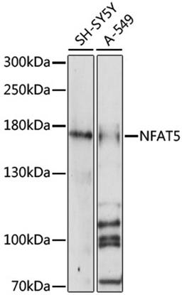 Western blot - NFAT5 antibody (A16649)