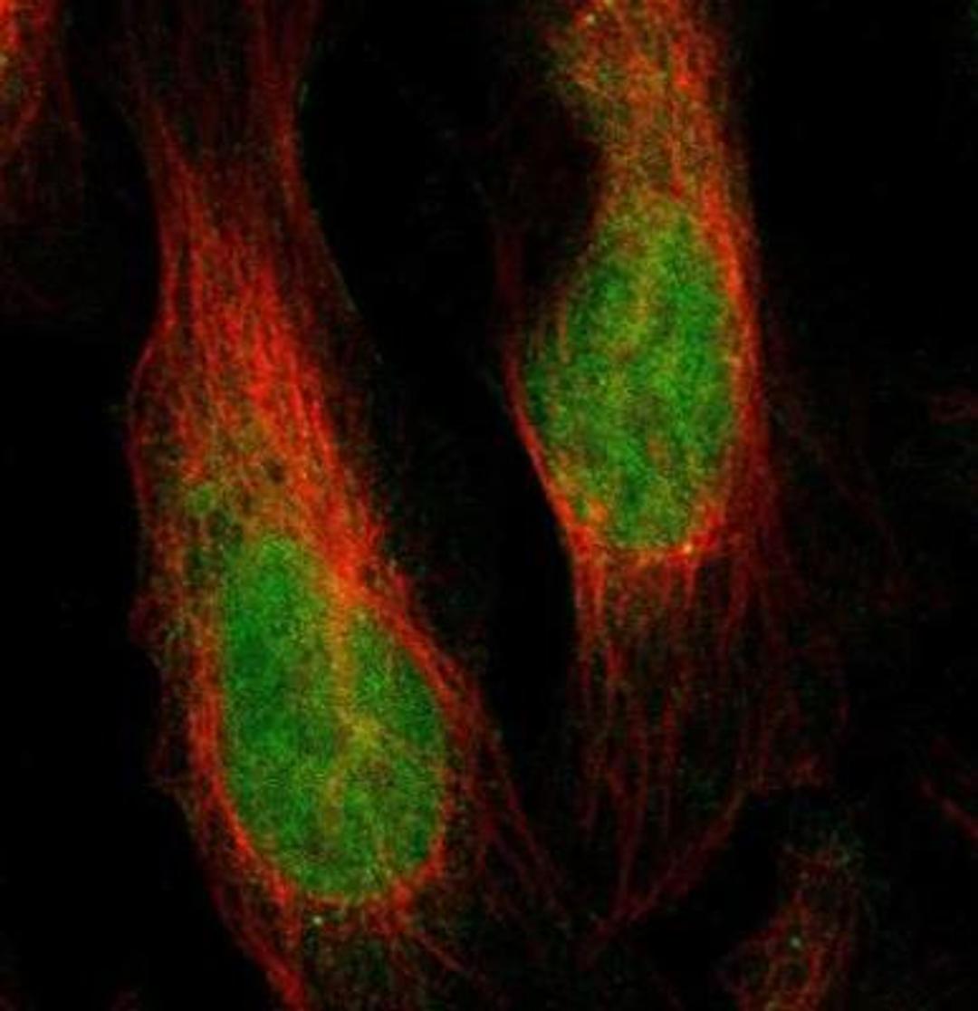 Immunocytochemistry/Immunofluorescence: PRAT4A/TNRC5 Antibody [NBP1-91153] - Staining of human cell line U-2 OS shows positivity in cytoplasm & nucleus but excluded from the nucleoli. Antibody staining is shown in green.