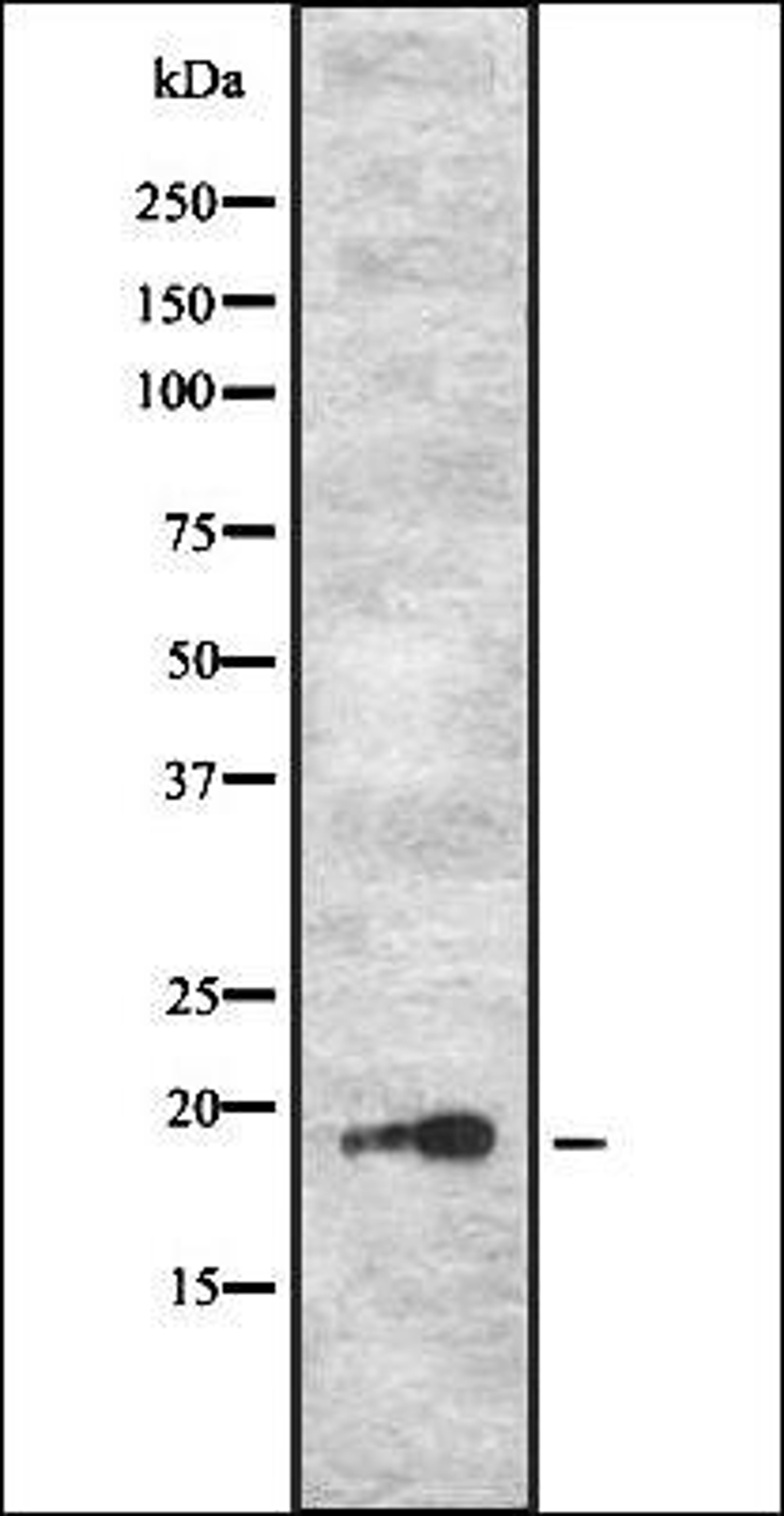 Western blot analysis of HL-60 cell lysate using PJCG2 antibody