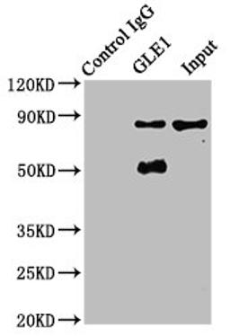 Immunoprecipitating GLE1 in A549 whole cell lysate. Lane 1: Rabbit control IgG instead of CSB-PA700651EA01HU in A549 whole cell lysate. For western blotting, a HRP-conjugated Protein G antibody was used as the secondary antibody (1/2000). Lane 2: CSB-PA700651EA01HU (6µg) + A549 whole cell lysate (500µg). Lane 3: A549 whole cell lysate (20µg)