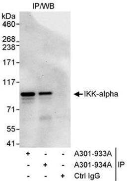 Detection of human IKK-alpha by western blot of immunoprecipitates.