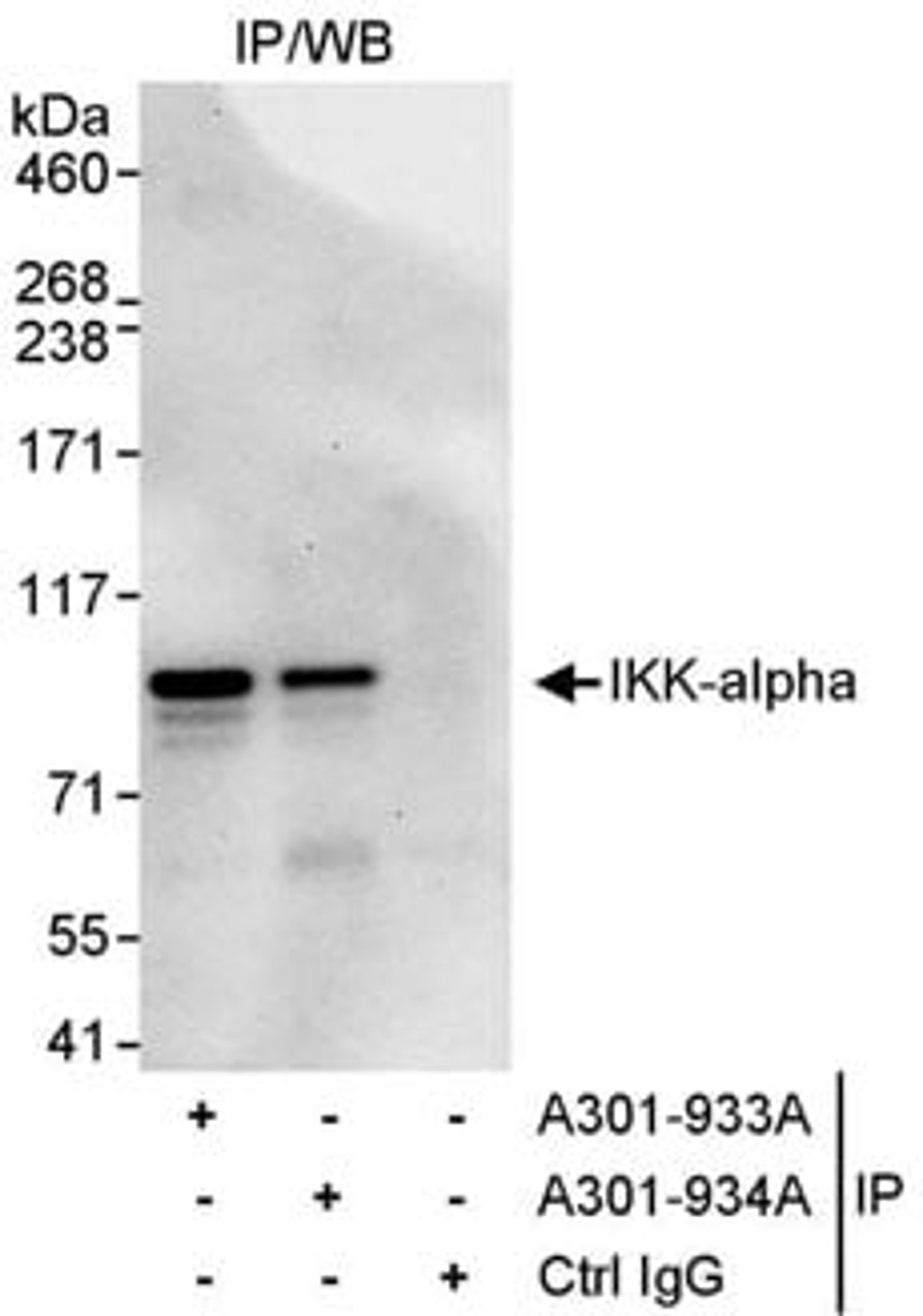 Detection of human IKK-alpha by western blot of immunoprecipitates.