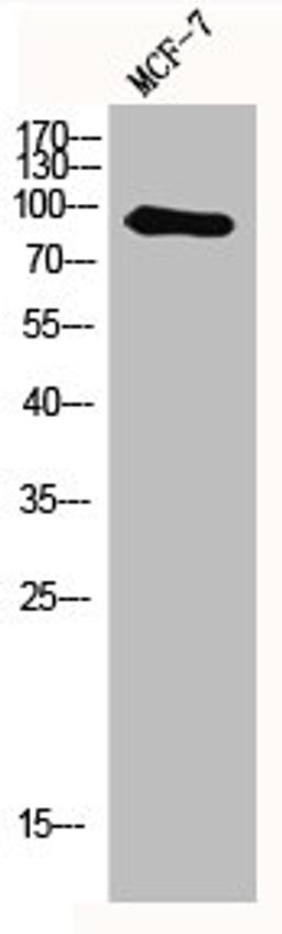 Western Blot analysis of MCF7 cells using MYSM1 Polyclonal Antibody