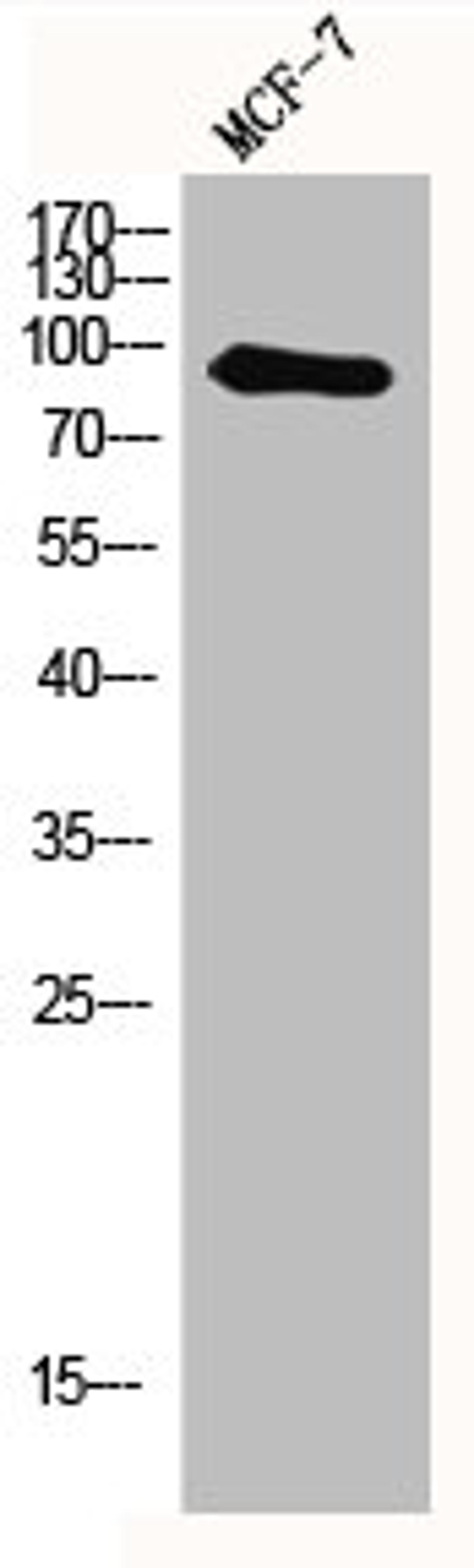 Western Blot analysis of MCF7 cells using MYSM1 Polyclonal Antibody