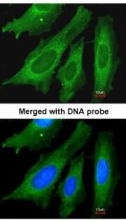 Immunocytochemistry/Immunofluorescence: LRPPRC Antibody [NBP1-32744] - Paraformaldehyde-fixed HeLa, using antibody at 1:200 dilution.