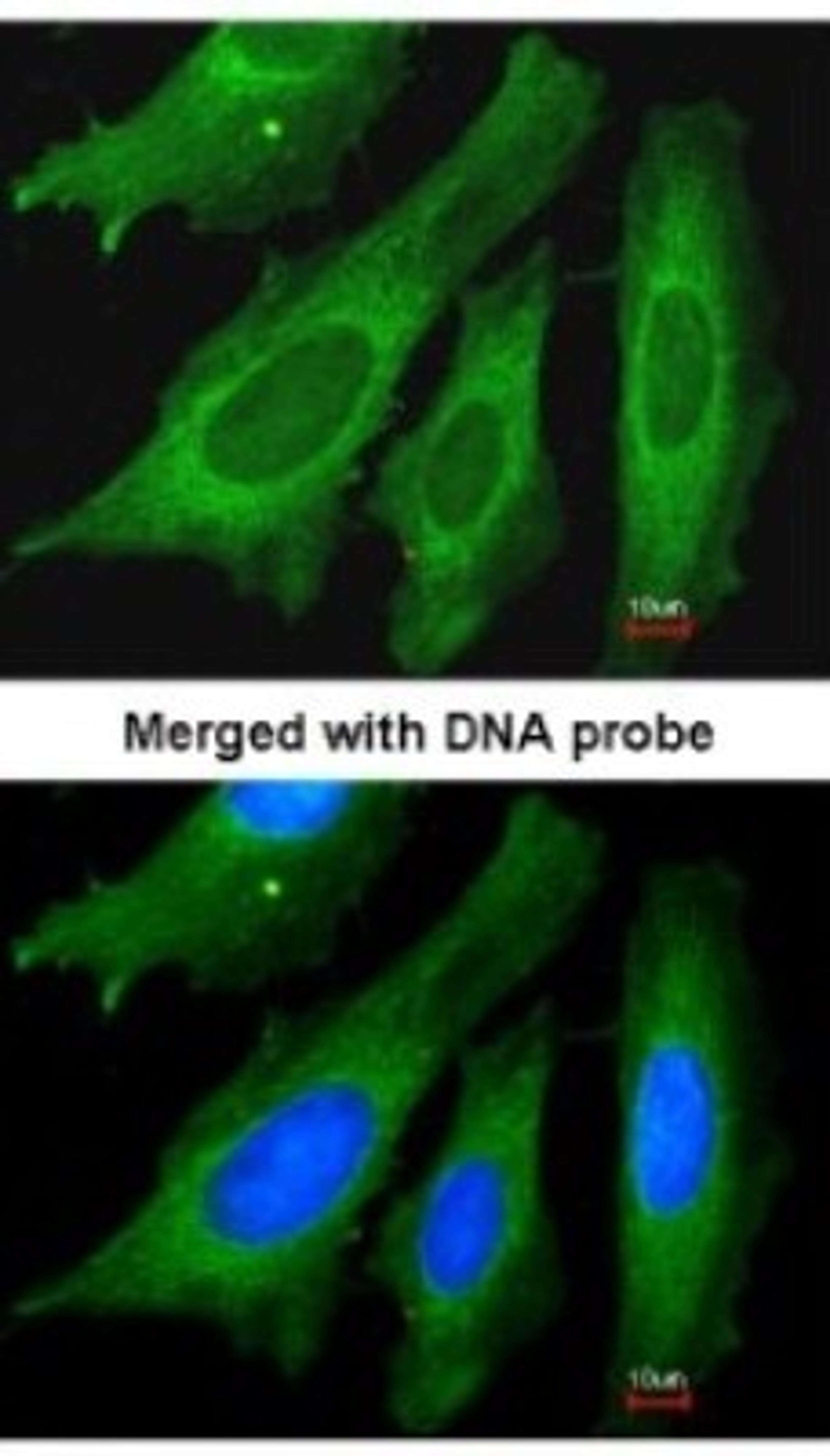 Immunocytochemistry/Immunofluorescence: LRPPRC Antibody [NBP1-32744] - Paraformaldehyde-fixed HeLa, using antibody at 1:200 dilution.