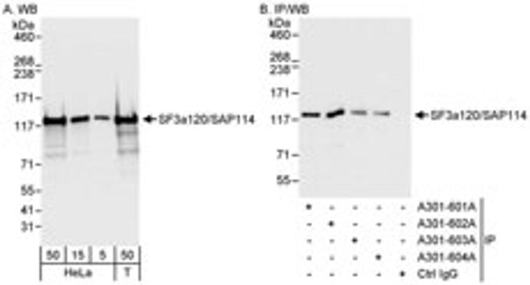 Detection of human SF3a120/SAP114 by western blot and immunoprecipitation.