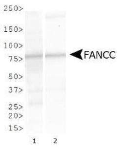 Western Blot: FANCC Antibody [NBP1-18979] - Western blot analysis of FANCC expression in 1) NTera2 and 2) Cos 7 whole cell lysates.