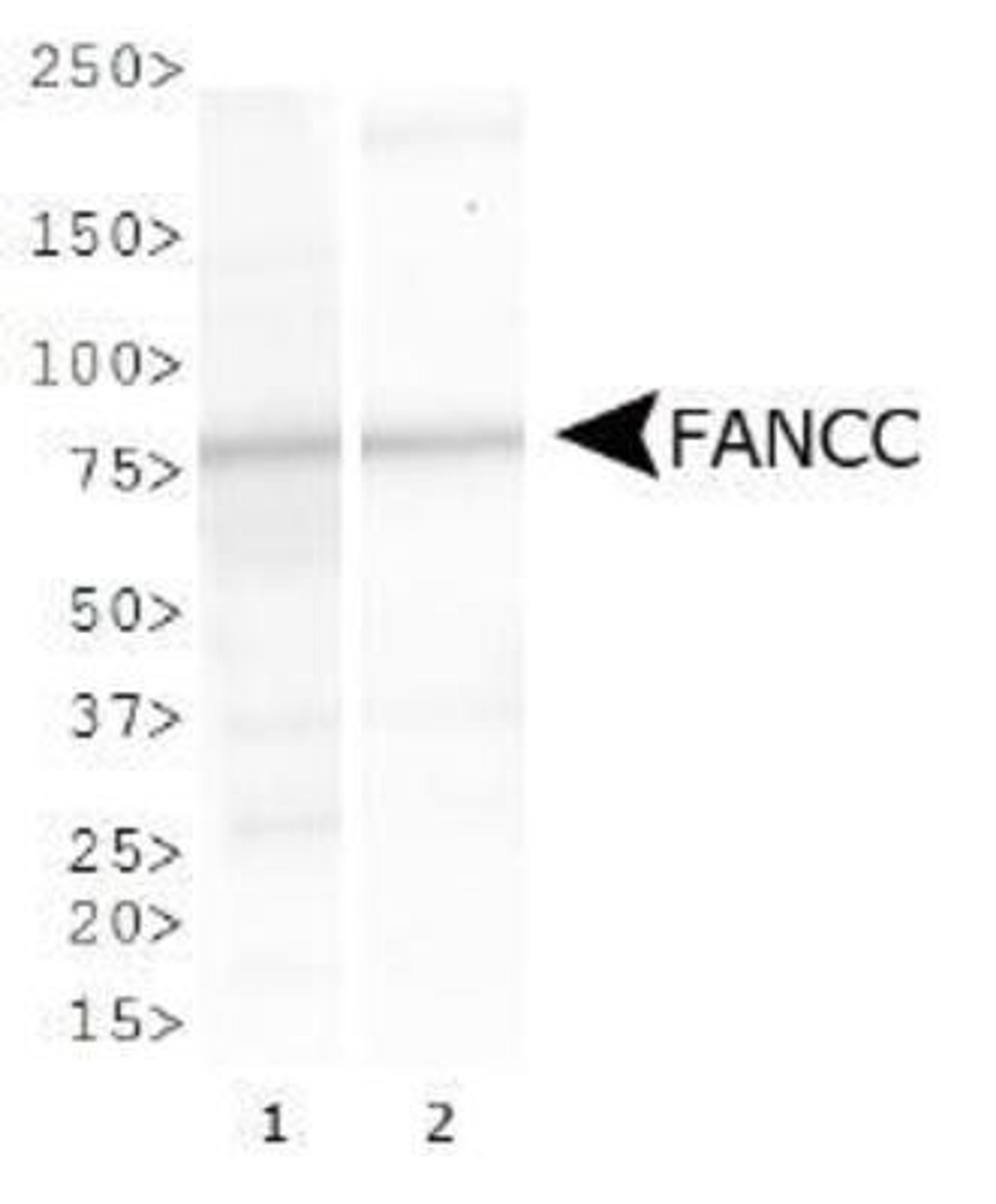 Western Blot: FANCC Antibody [NBP1-18979] - Western blot analysis of FANCC expression in 1) NTera2 and 2) Cos 7 whole cell lysates.