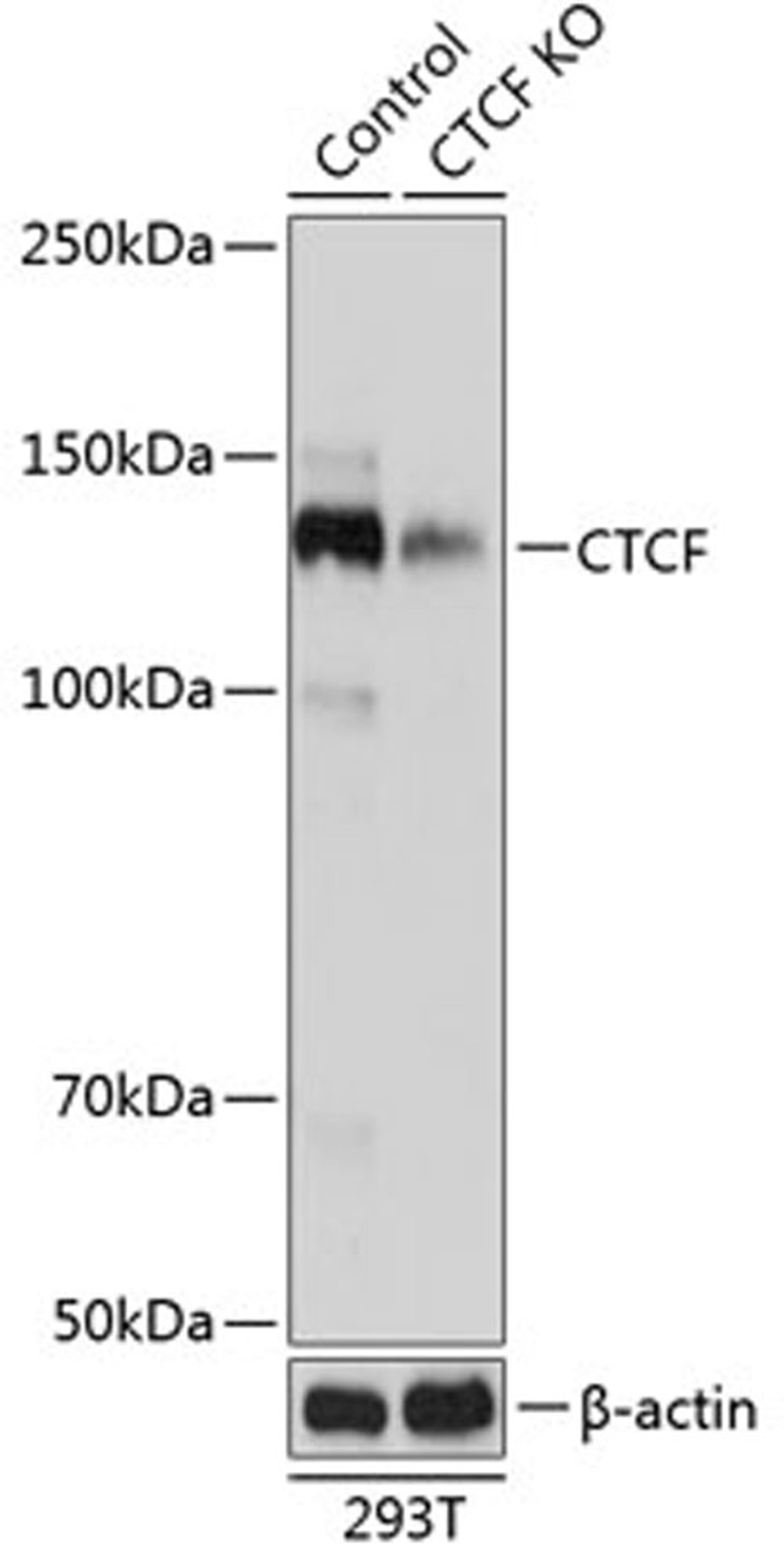 Western blot - CTCF antibody (A19588)