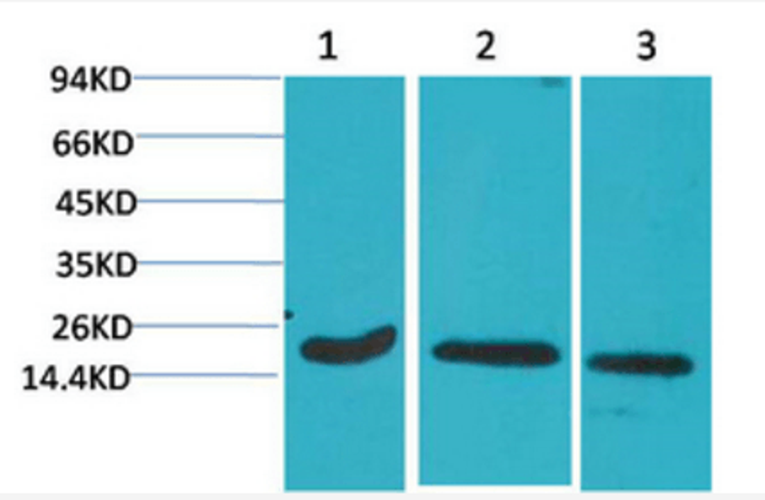 Western blot analysis of 1) Hela, 2) 3T3, 3) Rat Brain Tissue using Active Caspase-3 Monoclonal Antibody.