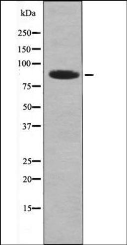 Western blot analysis of HeLa whole cell lysates using MARK1/2/3/4 -Phospho-Thr215- antibody