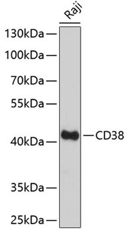 Western blot - CD38 Antibody (A13611)