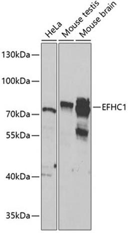 Western blot - EFHC1 antibody (A8002)