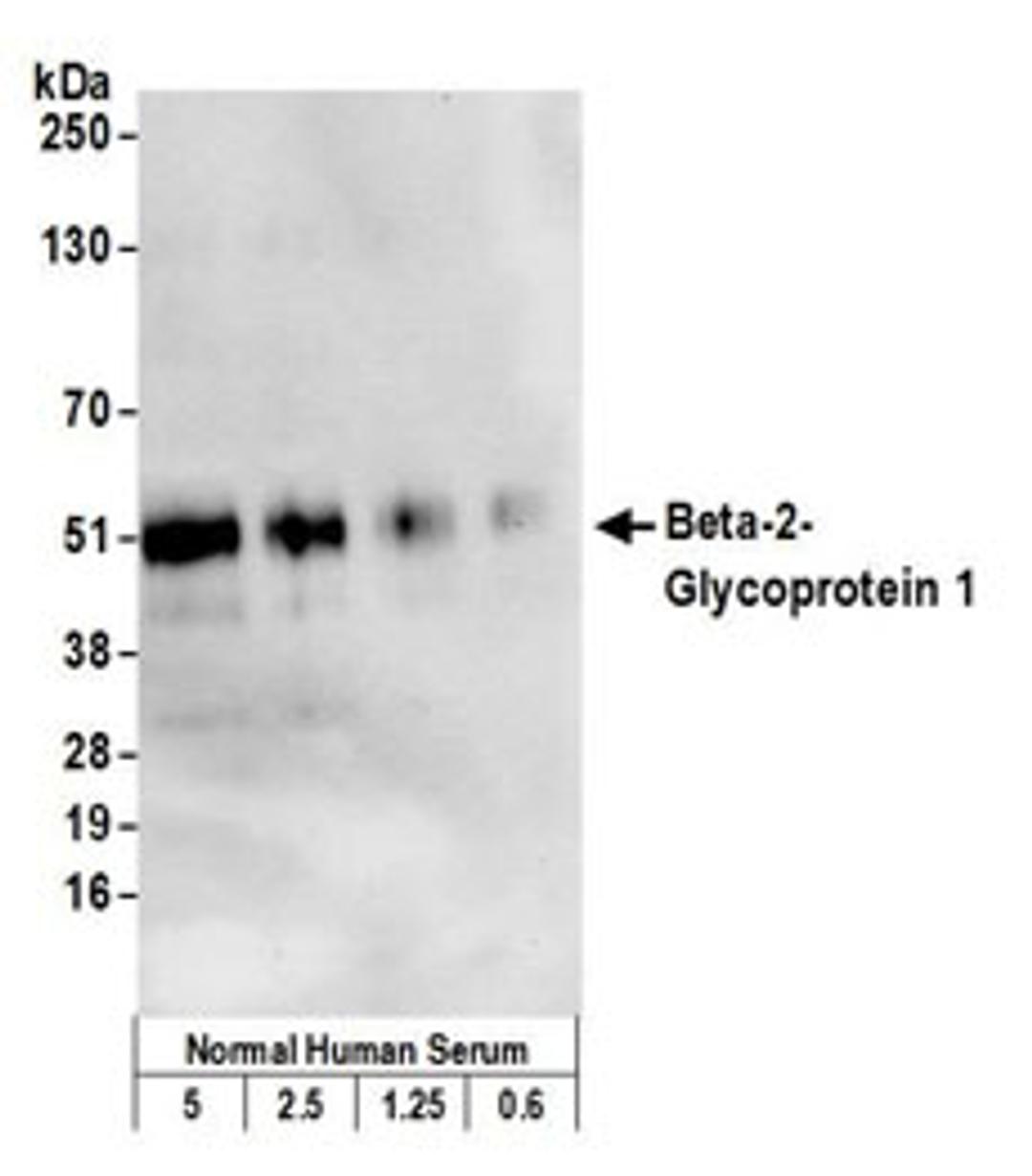 Detection of human Beta-2-Glycoprotein 1 by western blot.