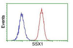 Flow Cytometry: SSX1 Antibody (1E10) [NBP2-00614] - Analysis of Hela cells, using anti-SSX1 antibody, (Red), compared to a nonspecific negative control antibody (Blue).