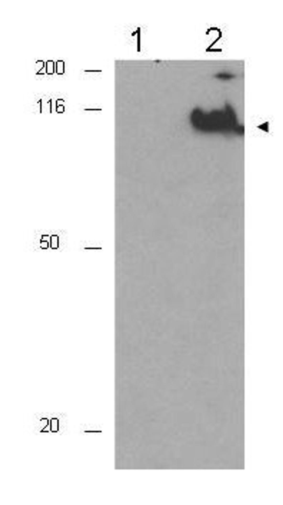 Western blot analysis of asynchronous cells using CDC27 (phospho-T244) antibody