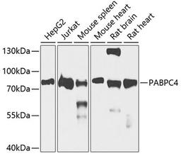 Western blot - PABPC4 antibody (A5948)