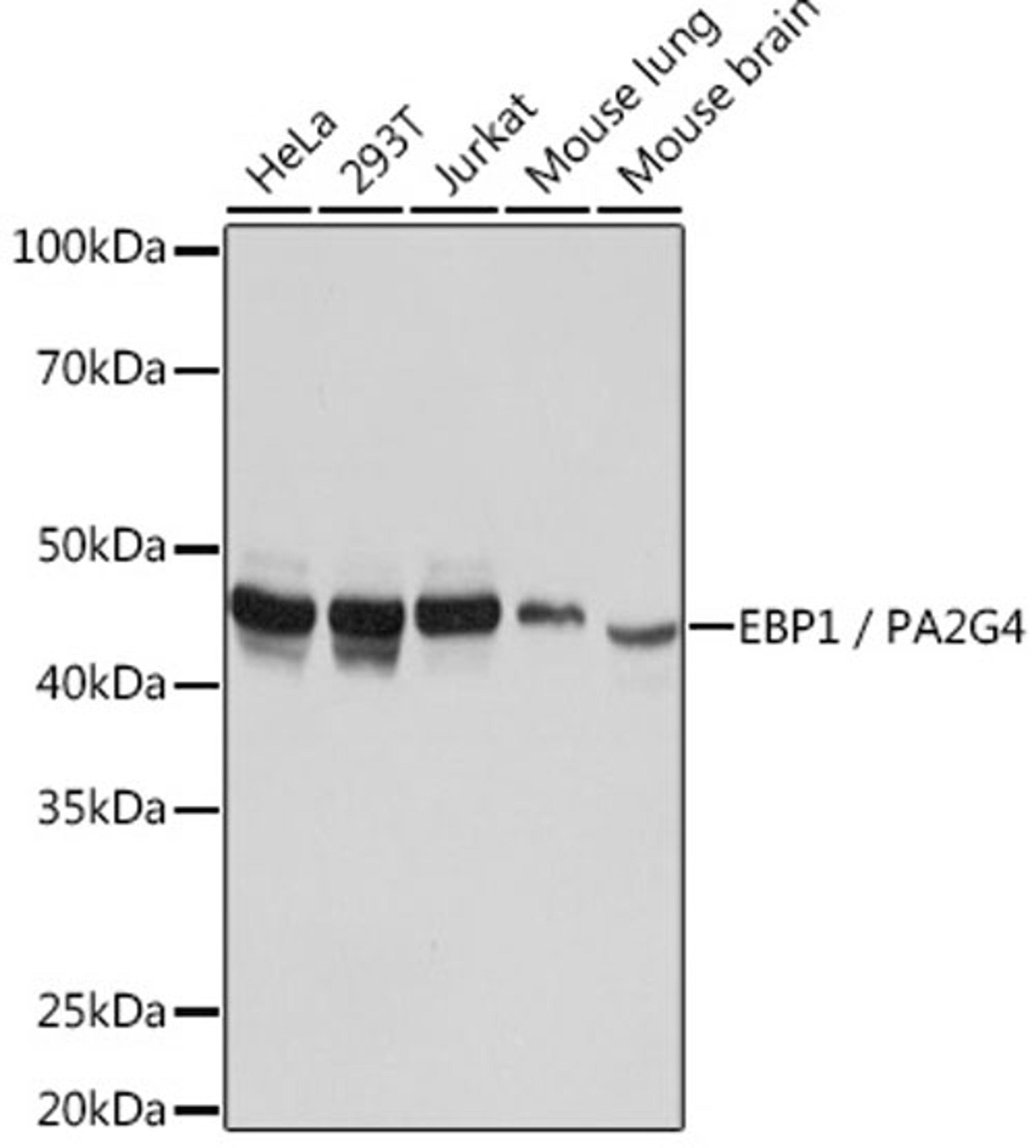 Western blot - EBP1 / PA2G4 Rabbit mAb (A5114)