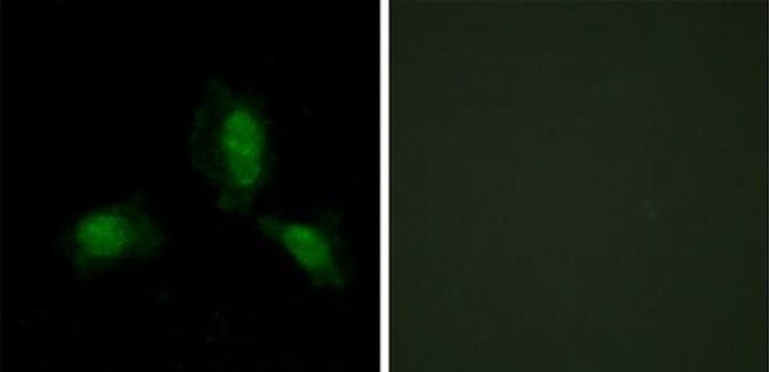 Immunofluorescence analysis of HeLa cells using IRS-1 Antibody.