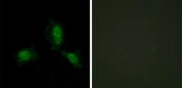 Immunofluorescence analysis of HeLa cells using IRS-1 Antibody.