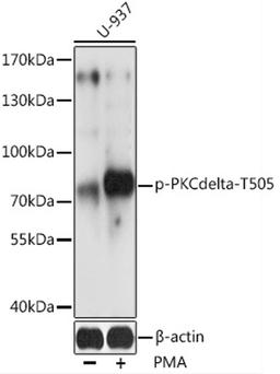 Western blot - Phospho-PKCdelta-T505 antibody (AP0776)