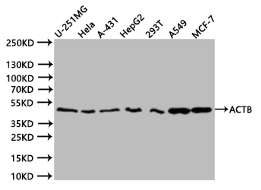 Western BlotPositive WB detected in:U251 whole cell lysate (20µg), Hela whole cell lysate (20µg), HepG2 whole cell lysate (20µg), 293T whole cell lysate (20µg), A549 whole cell lysate (20µg), MCF7 whole cell lysate (20µg)All lanes: ACTB antibody at 1:1000SecondaryGoat polyclonal to mouse IgG at 1/40000 dilutionPredicted band size:42 kDaObserved band size:42 kDaExposure time:20s