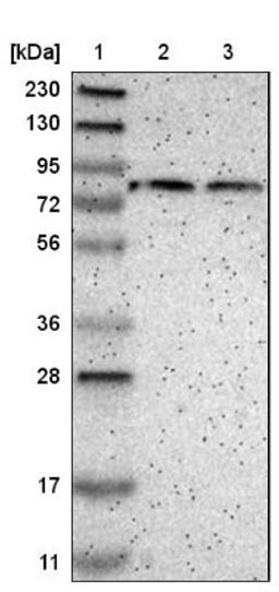 Western Blot: PASD1 Antibody [NBP1-84345] - Lane 1: Marker [kDa] 230, 130, 95, 72, 56, 36, 28, 17, 11<br/>Lane 2: Human cell line RT-4<br/>Lane 3: Human cell line U-251MG sp