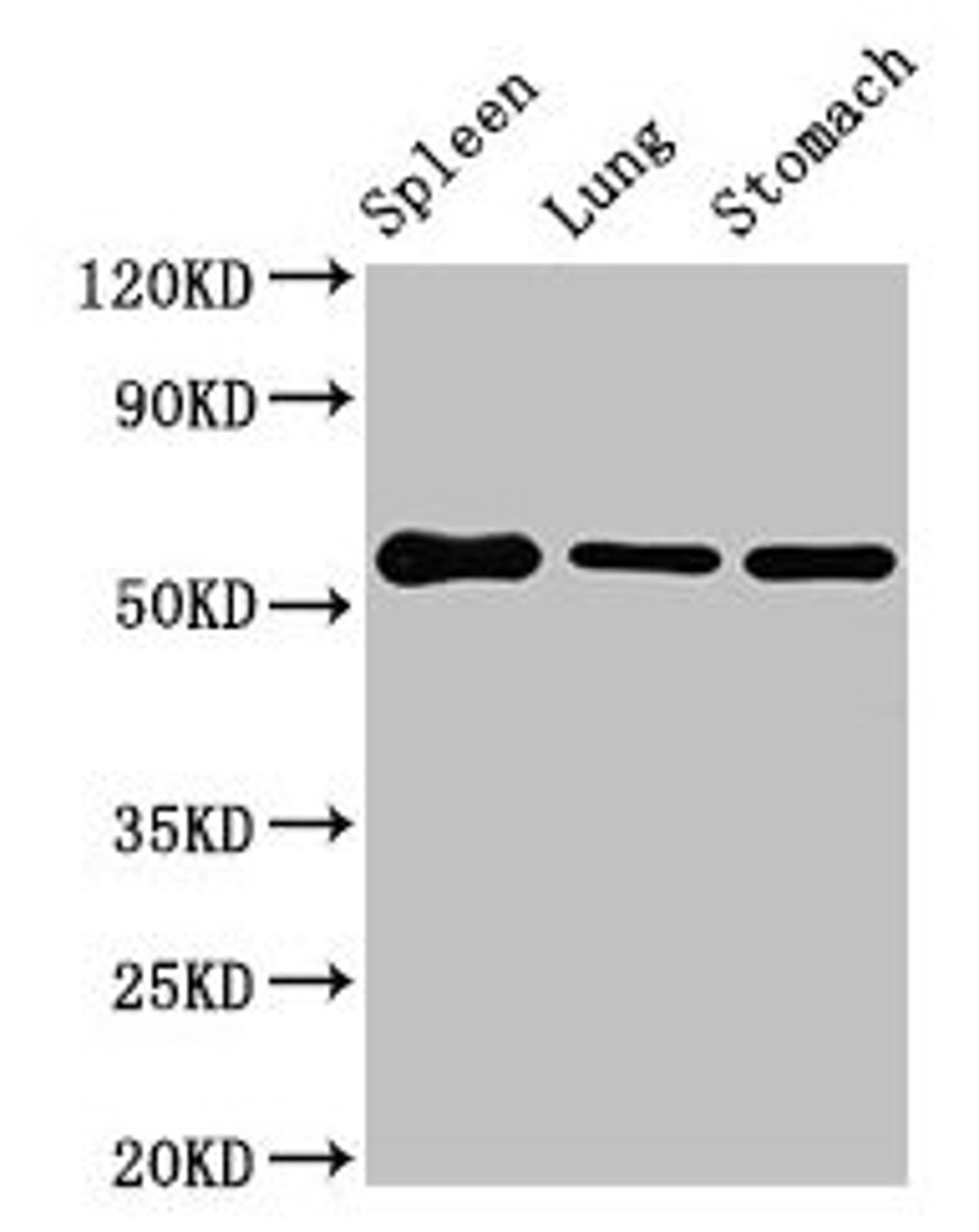 Western Blot. Positive WB detected in: Mouse spleen tissue, Mouse lung tissue, Mouse stomach tissue. All lanes: Glp1r antibody at 3µg/ml. Secondary. Goat polyclonal to rabbit IgG at 1/50000 dilution. Predicted band size: 54 kDa. Observed band size: 54 kDa