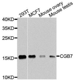 Western blot analysis of extracts of various cells using CGB7 antibody